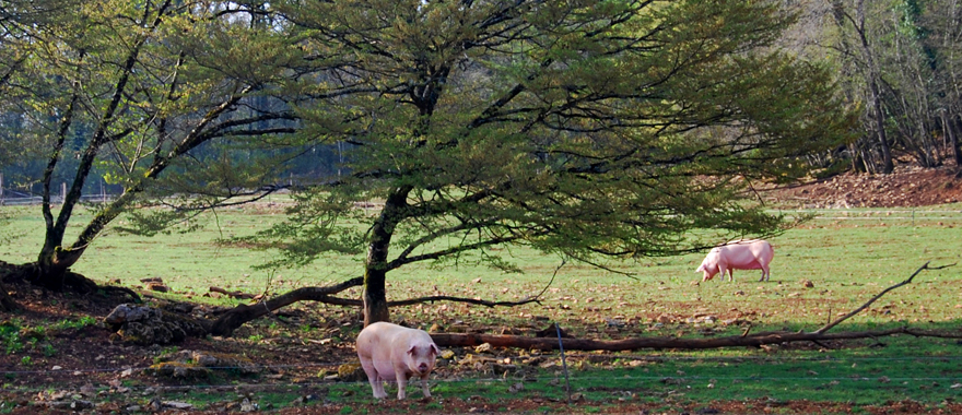 http://www.graanvarken.nl/uploads/images/Header/varkensindenatuur.jpg